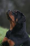 ROTTWEILER 643